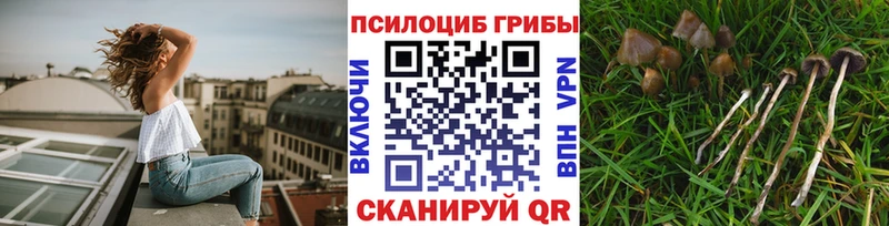 omg онион  продажа наркотиков  Дно  Псилоцибиновые грибы прущие грибы 